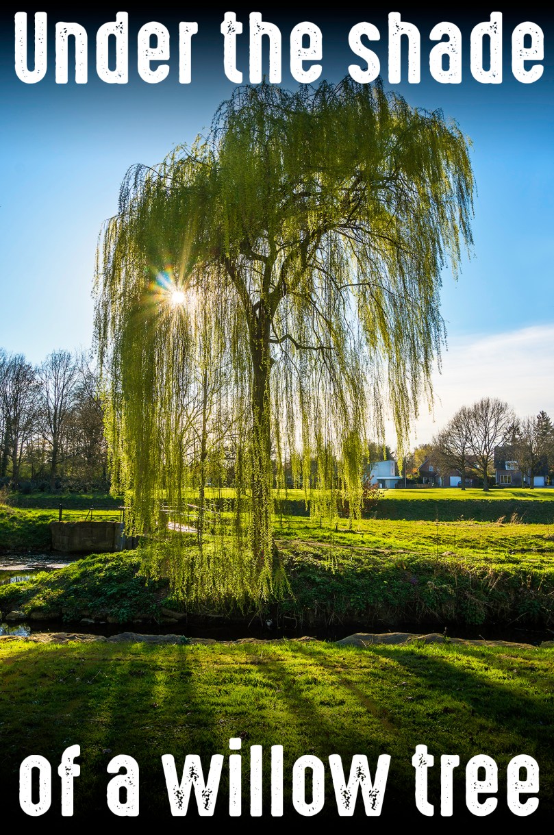 149-willow-tree-stadspark-copy
