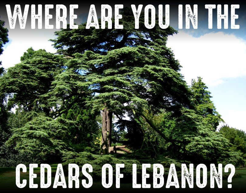 CEDAR OF LEBANON copy.jpg