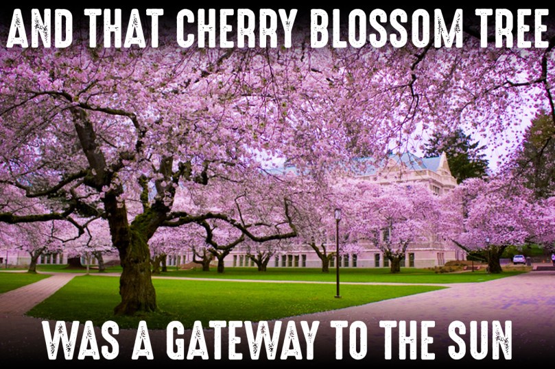 cherry-blossom-trees-images-flowers-copy