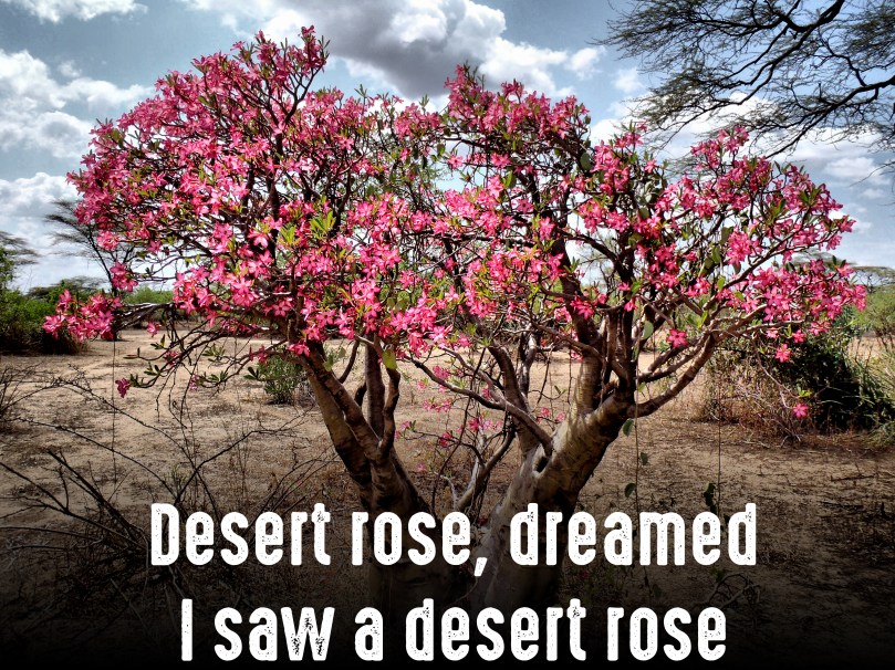 desert-rose-2-copy