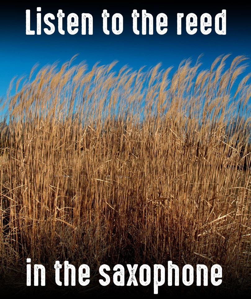 giant_reed_3645-copy