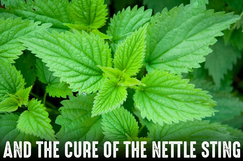 stinging_nettle-copy